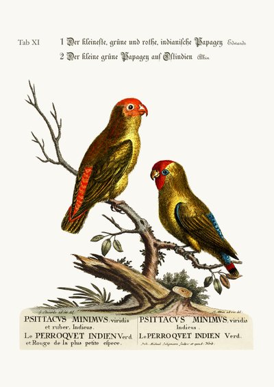 The Smallest Green and Red Indian Paroquet. The Small Green Parrot of East India by George Edwards